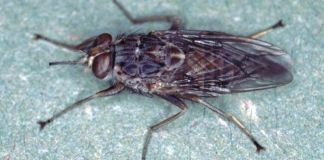 Все, что нужно знать о мухах цеце