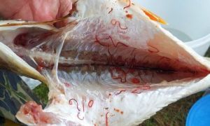Виды паразитов, встречающихся в рыбе и заболевания с ними связанные