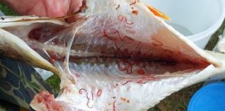 Виды паразитов, встречающихся в рыбе и заболевания с ними связанные