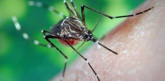 Опасности при укусе комара