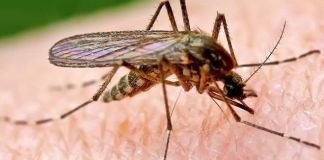 Жизненный цикл комаров