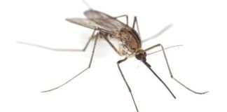 Почему может чесаться укус комара?