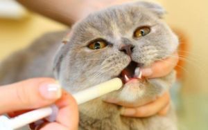 Эффективные противоглистные препараты для кошек