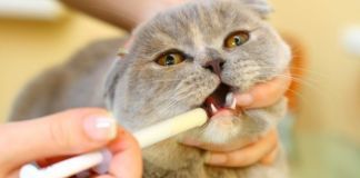 Эффективные противоглистные препараты для кошек
