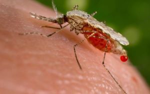 Вопрос №14 – Что является источником инфекции малярии?