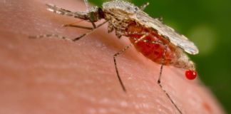 Вопрос №14 – Что является источником инфекции малярии?