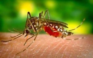 В чем опасность укуса малярийного комара