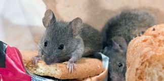 Как эффективно бороться с мышами?