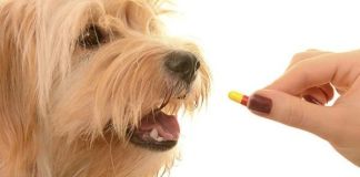 Эффективное средство от гельминтов для собак