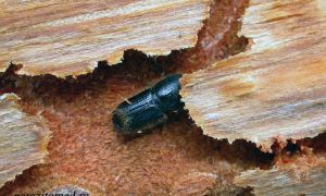 Знакомьтесь: вредитель древесины жук короед