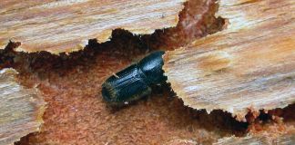 Знакомьтесь: вредитель древесины жук короед