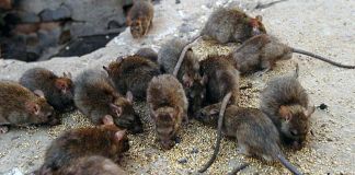 В чем заключается опасность крыс для людей