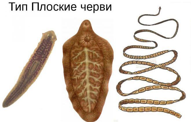 Плоские черви