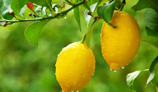 Лимон от глистов.jpg