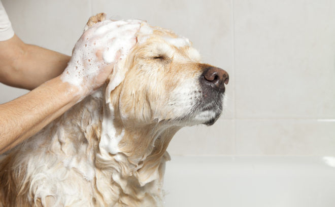 Мыть собаку противопаразитным шампунем