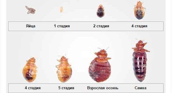 Цикл развития насекомых